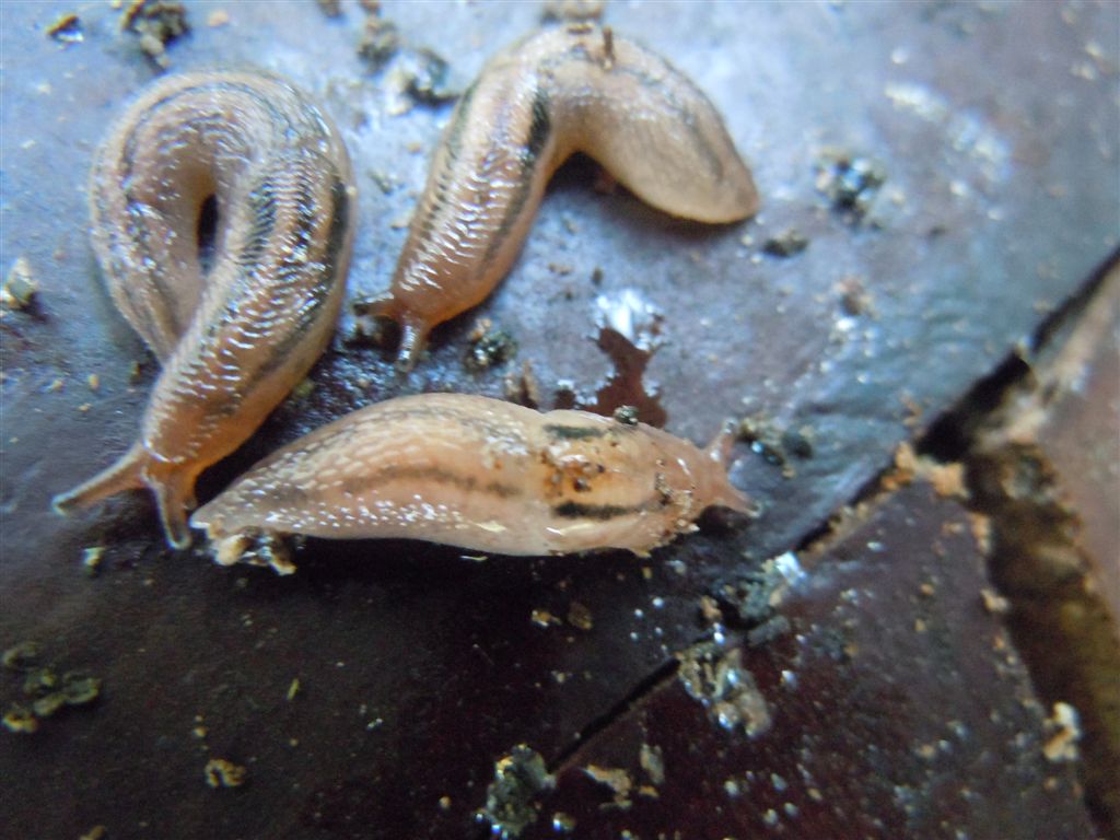 Lehmannia sp. dal Fusaro (NA)